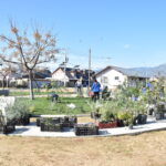 ARBORIZACIÓN COMUNITARIA