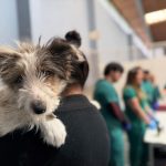 CONCURRIDO OPERATIVO DE VACUNACIÓN ANTIRRABICA PARA PERROS Y GATOS