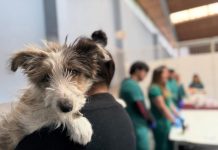 CONCURRIDO OPERATIVO DE VACUNACIÓN ANTIRRABICA PARA PERROS Y GATOS